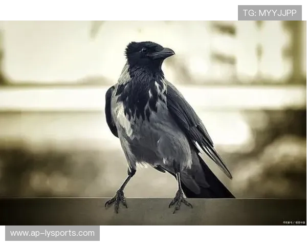 乌鸦后防稳固，对手几乎无从下手，乌鸦后期强吗